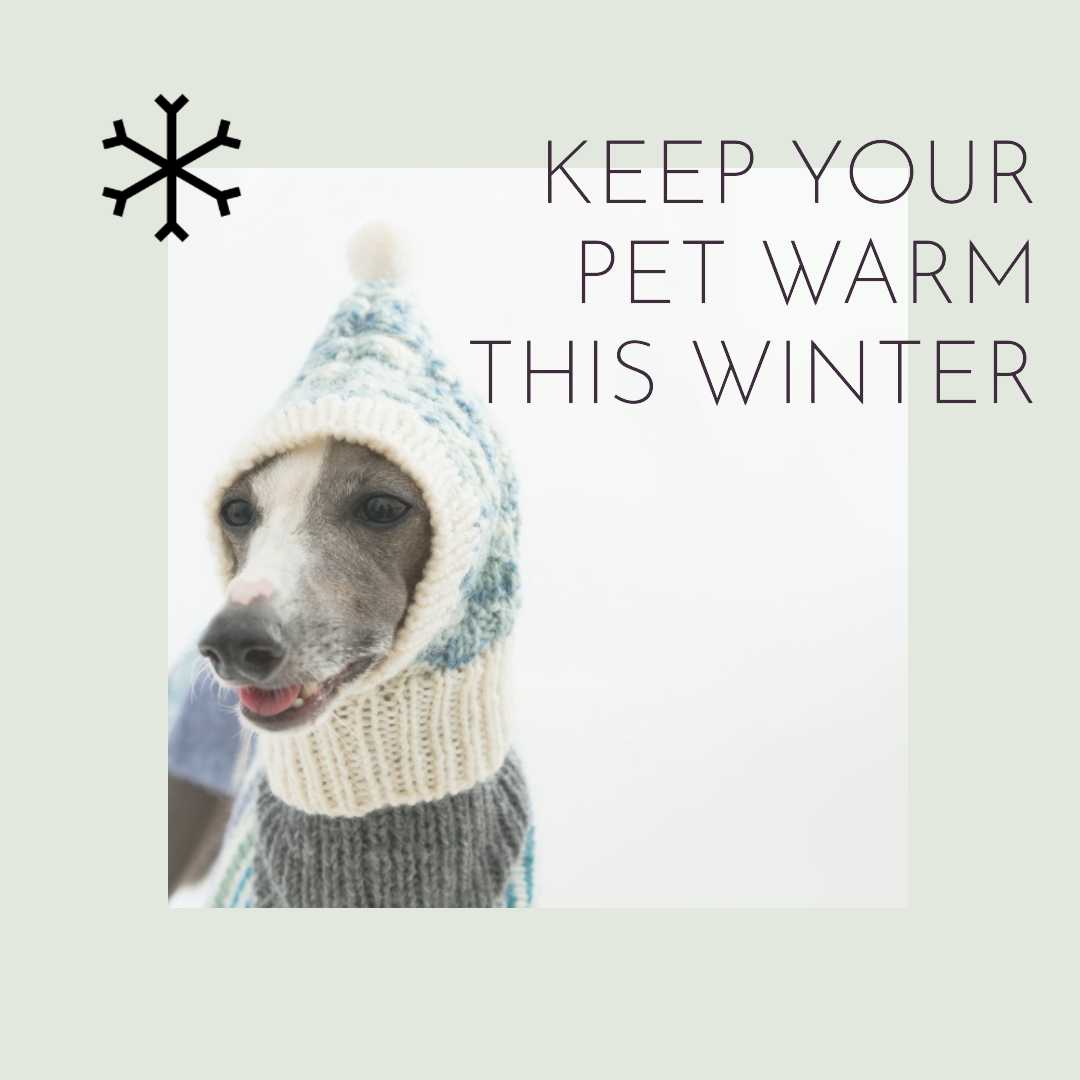 Experience the joy of the winter holidays alongside your beloved pets! Explore enchanting ways to celebrate the season together, including delightful pet-themed decorations, delicious holiday treats, and joyful activities