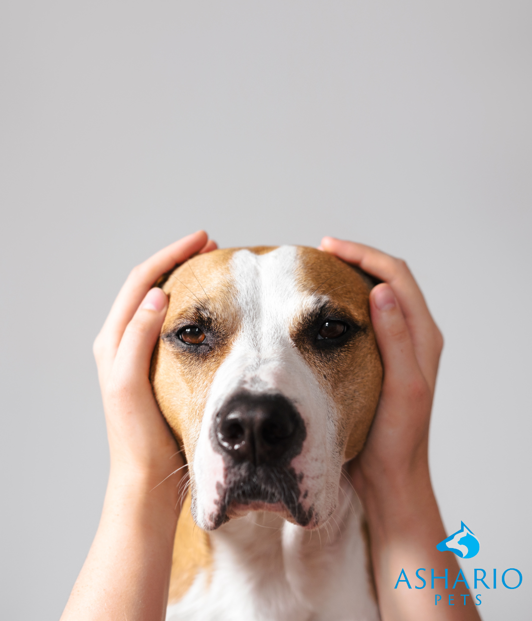 As a responsible pet retailer, Ashario Pets takes regulatory compliance seriously, especially when it comes to CBD products for dogs. 