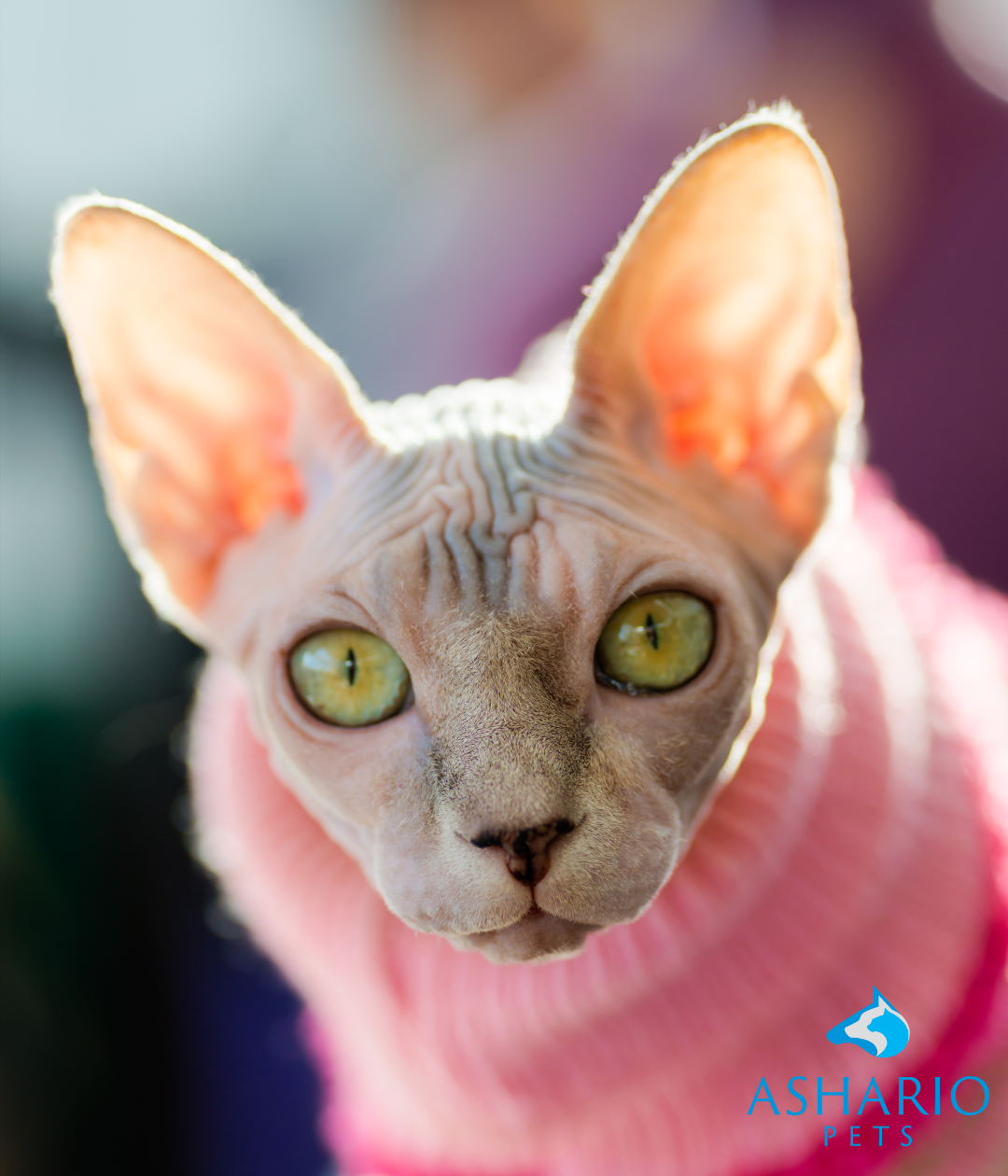 Stay informed about regulations on CBD products for felines at Ashario Pets. Our knowledgeable staff can guide you through the legal landscape, ensuring compliance and safety in your pet's CBD regimen.