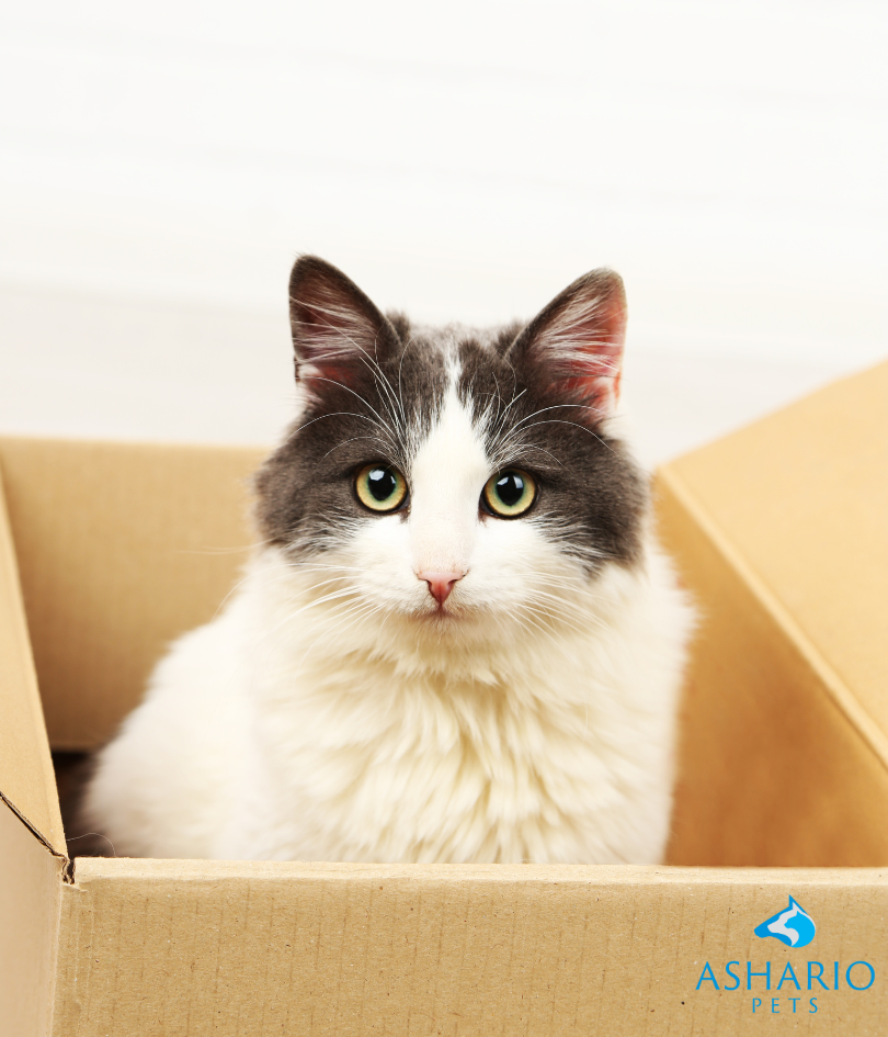 At Ashario Pets, we understand the importance of timely access to pet supplies, which is why we offer same-day delivery services to pet owners in North York and surrounding areas