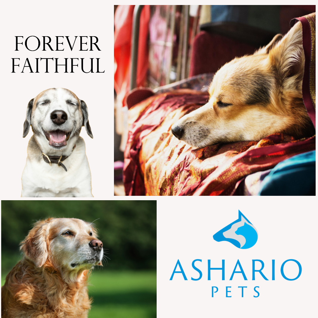 Empower yourself with Ashario Pets' senior dog care checklist, offering invaluable guidance on nurturing your aging canine friend. Elevate their quality of life with expert tips and ensure they thrive in their later years.