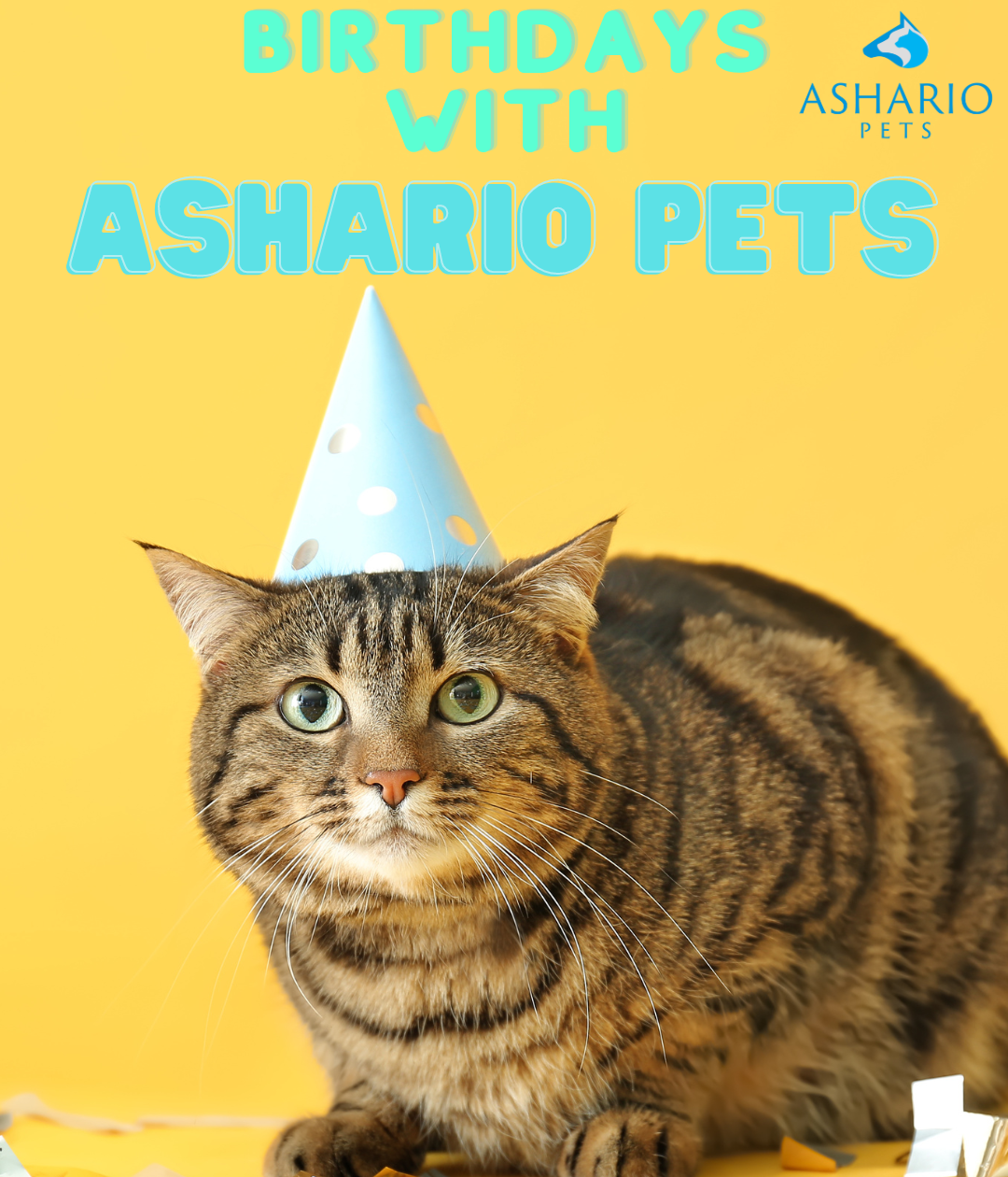 Ashario Pets in North York is your go-to destination for pet care essentials. Browse our inventory for premium pet supplies, including organic food, toys, and accessories, ensuring your furry friend receives the best.