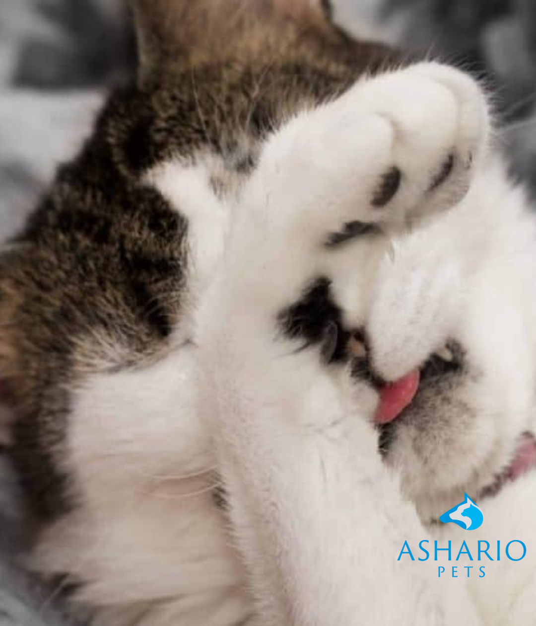 At Ashario Pets, we provide effective solutions for tackling cat odors, ensuring a fresh and pleasant environment for you and your feline friends.