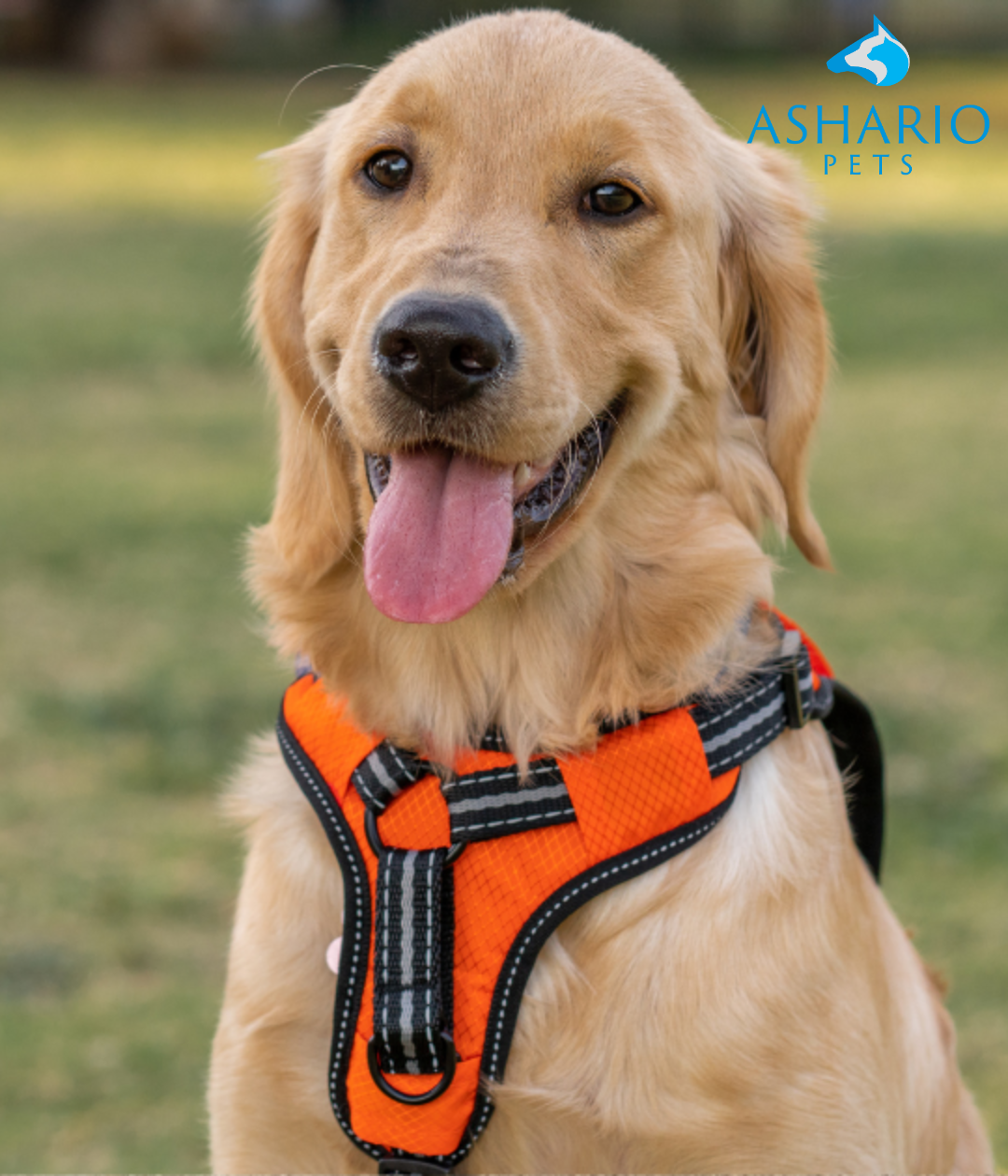 Image of assorted dog harnesses featuring comfort padding, adjustable straps, and reflective elements for safety during walks