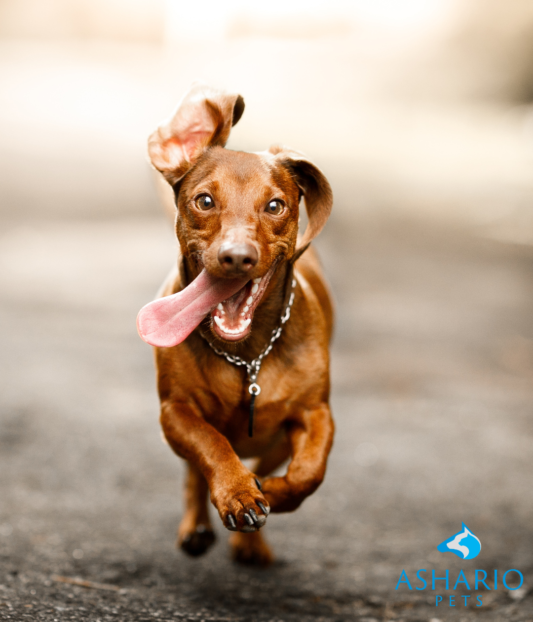 Elevate your pet's well-being with our top-rated CBD products for dogs, available exclusively at Ashario Pets. From CBD oils to treats, we offer premium-quality options crafted to support your furry friend's health and vitality.