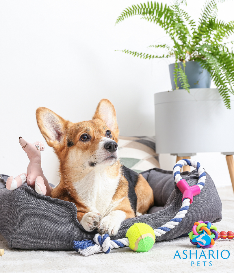 At Ashario Pets, we offer a diverse range of exclusive accessories that you won't find anywhere else. From stylish collars to innovative toys and luxurious bedding, our curated collection is designed to cater to every pet's unique needs.
