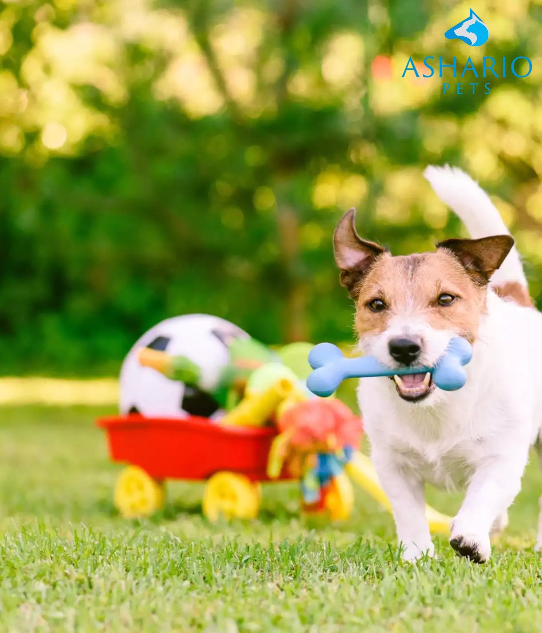 Image of active dogs playing with durable toys like the KONG Flyer and Ruff Dawg Indestructible Ring, highlighting their engagement and fun during fetch and chew sessions.