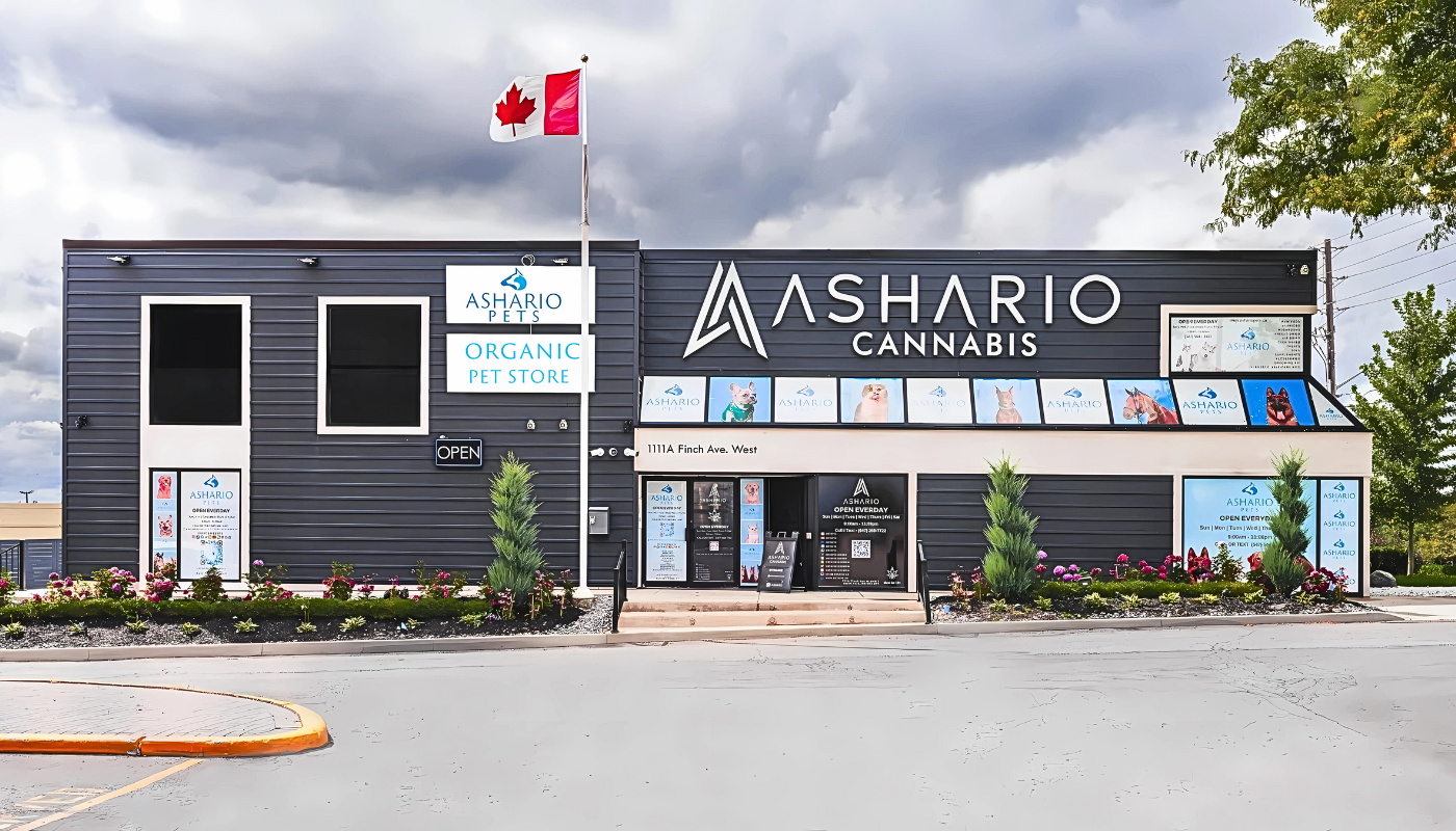 Best Cat Water Fountain: How to Choose the Right One | Ashario Pets