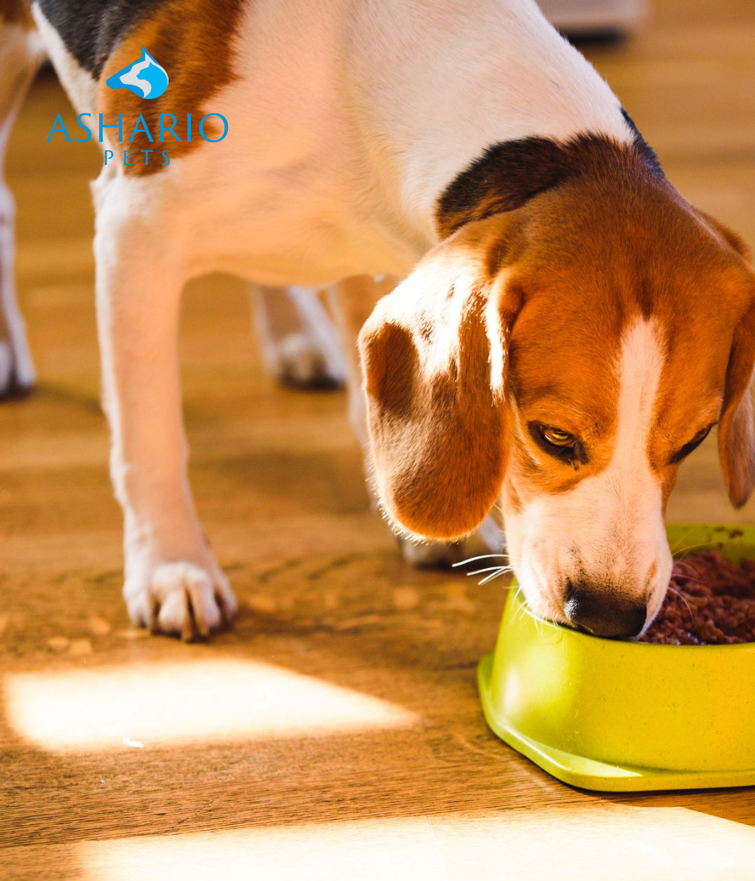 Image of a dog eagerly eating canned food from a bowl, showcasing the appeal and quality of premium pet food options available at Ashario Pets Store.