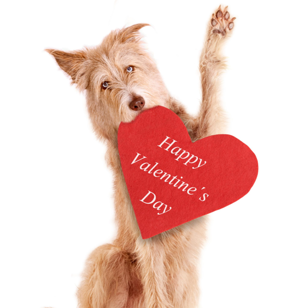Celebrate love with your furry friend this Valentine's Day with heartfelt gifts from Ashario Pets. Explore a range of treats and accessories guaranteed to make tails wag and purrs rumble.
