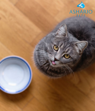 "Explore Ashario Pet Store for essential nutrients to keep your cat happy and healthy with top-quality products."