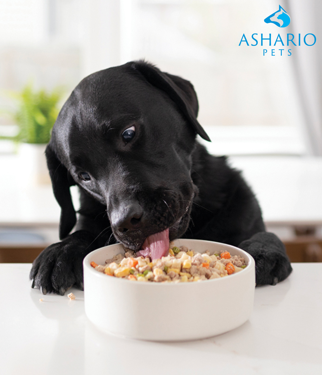 Discover what to look for in dog food at Ashario Pets. Learn about canine nutritional needs, protein sources, and types of food like dry kibble, wet food, and raw diets. Find high-quality products tailored to your dog's health at our North York store