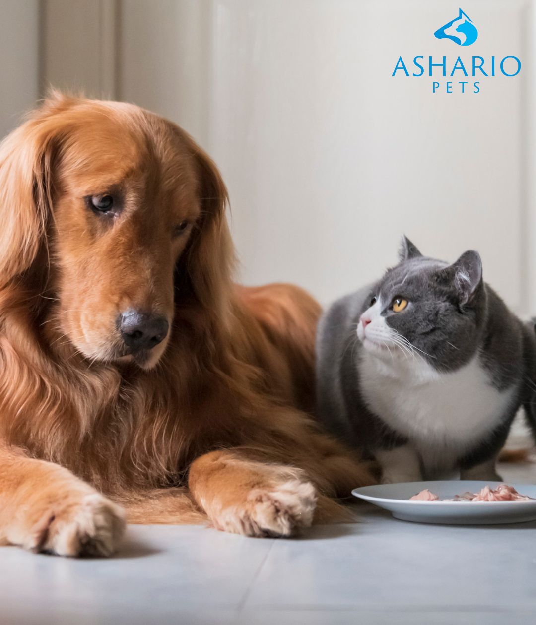 Image of a variety of nutrient-rich pet foods at Ashario Pet Store, emphasizing quality, essential vitamins, and dental health benefits for optimal pet nutrition and well-being.