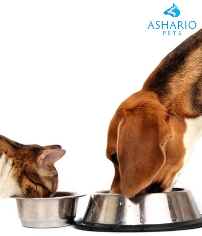 "Discover the differences in dog and cat food nutrition, including protein sources, fatty acids, and essential nutrients at Ashario Pet Store. Visit us in North York or shop online, open daily from 9am to 11pm."
