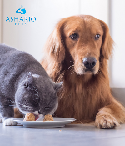 "Ensure balanced nutrition for dogs and cats with a diet rich in fruits and vegetables, free from processed foods and dairy. Explore specialized diets for health conditions at Ashario Pet Store, ensuring optimal pet health and wellness."
