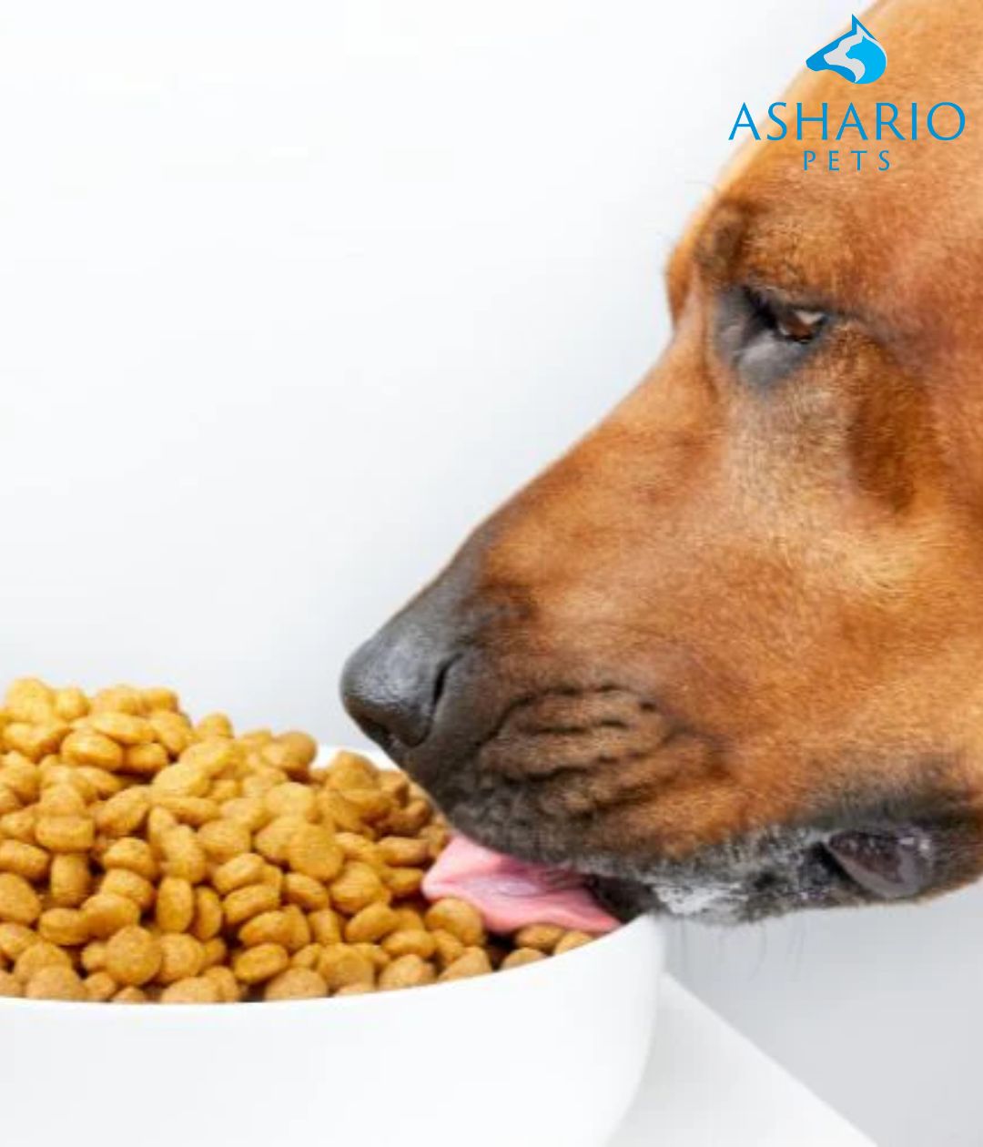 "Discover the best dry healthy food for your pet dog at Ashario Pet Store. We offer quality ingredients, balanced nutrition, and tailored options to ensure your furry friend's well-being!"