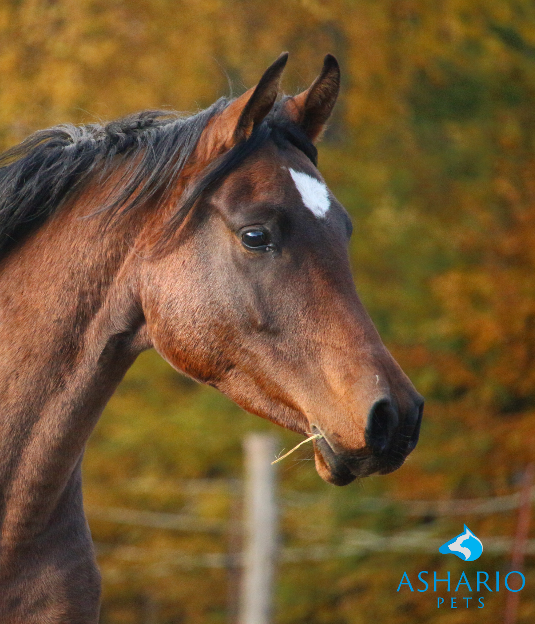 "Ashario Pets offers premium CBD products for horses, crafted to enhance well-being. Explore solutions for stress management and joint health. Discover the benefits of CBD tailored for your equine companion!"