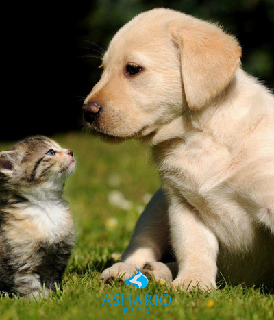 Choose Ashario Pets for a personalized touch in pet care! From tailored advice to premium products, find out why we're the preferred choice over PetSmart for pet owners who prioritize individualized attention and top-quality supplies.