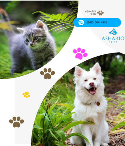 Choose Ashario Pets over Pet Valu for unparalleled pet care and premium products. Located in North York, our pet store boasts a diverse inventory, including organic pet food near me and the best pet store near me.