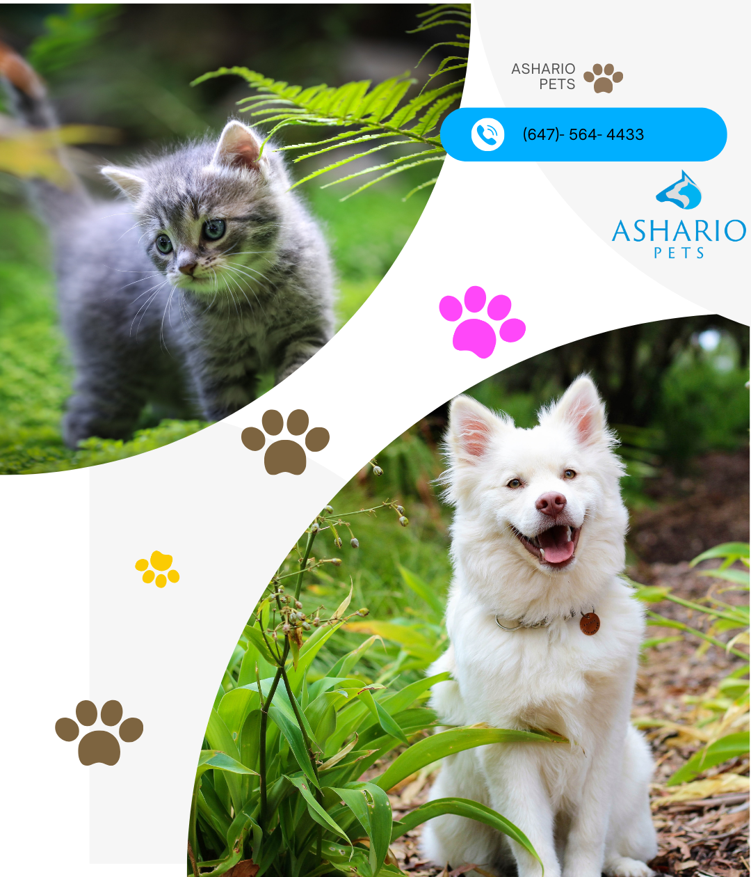 Choose Ashario Pets over Pet Valu for unparalleled pet care and premium products. Located in North York, our pet store boasts a diverse inventory, including organic pet food near me and the best pet store near me.