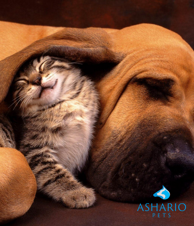 "Discover the Ashario Pets difference! Explore why pet lovers choose us over Ren's Pets for our commitment to quality, personalized service, and a curated selection that ensures the best for your furry companions.