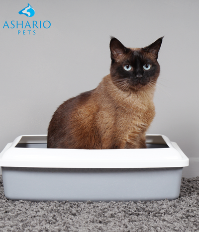 Explore the benefits of Odourlock cat litter at Ashario Pet Store! Perfect for multi-cat homes with superior odour control, high absorbency, low dust, and gentle on paws.