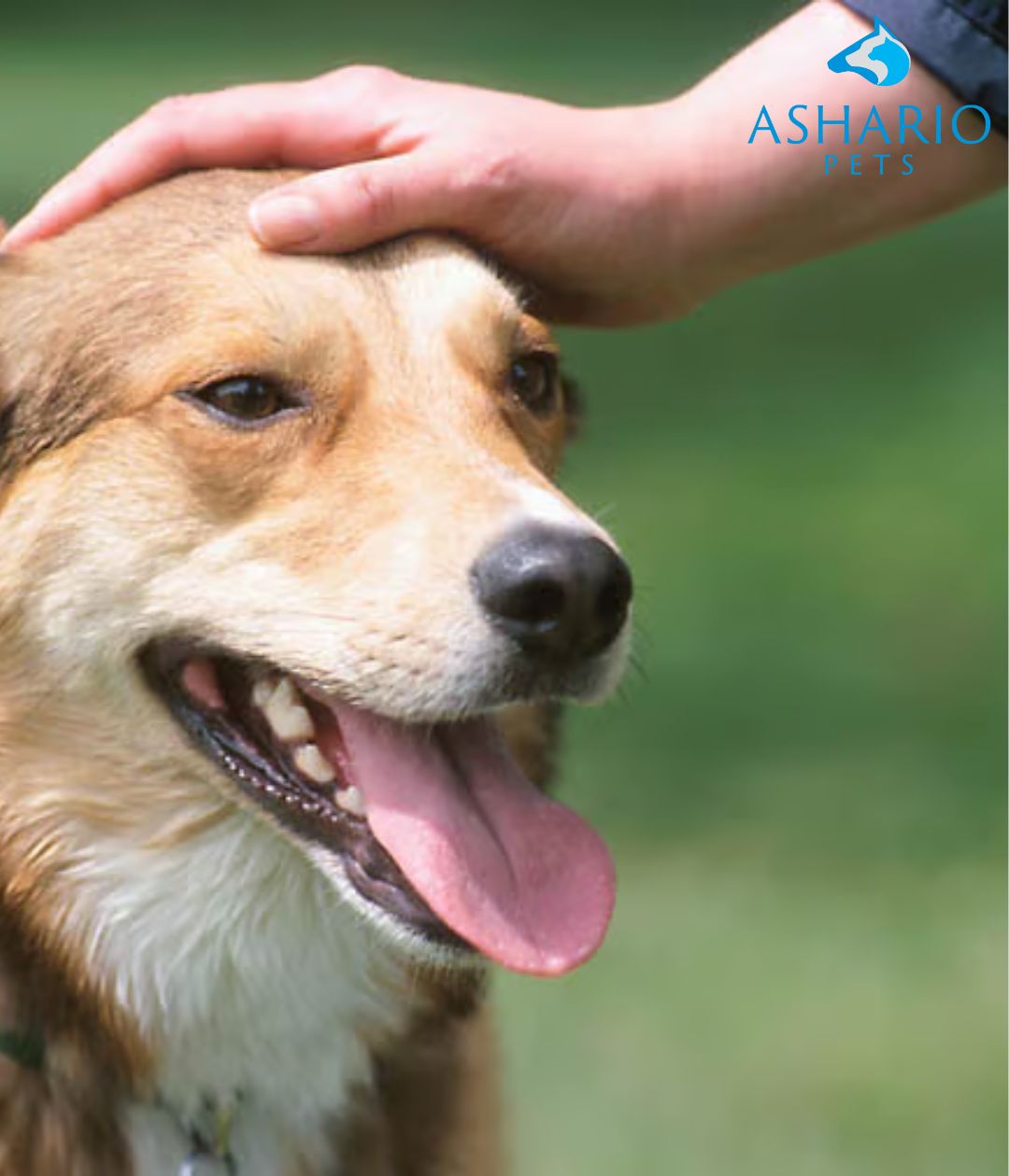 Why do some call themselves pet dog 'parents'? It's about emotional bonds, responsibility, and evolving attitudes towards pets as family. Ashario Pets celebrates this bond with a range of quality products.