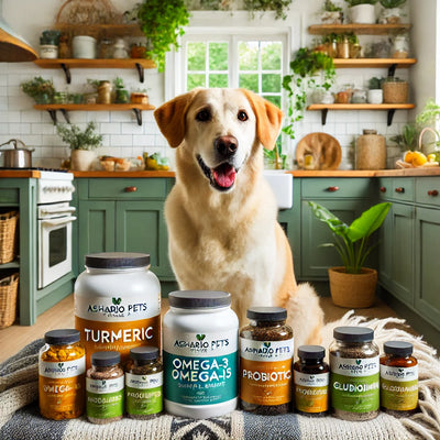 Holistic Supplements for Dogs: What You Need to Know