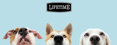 Lifetime