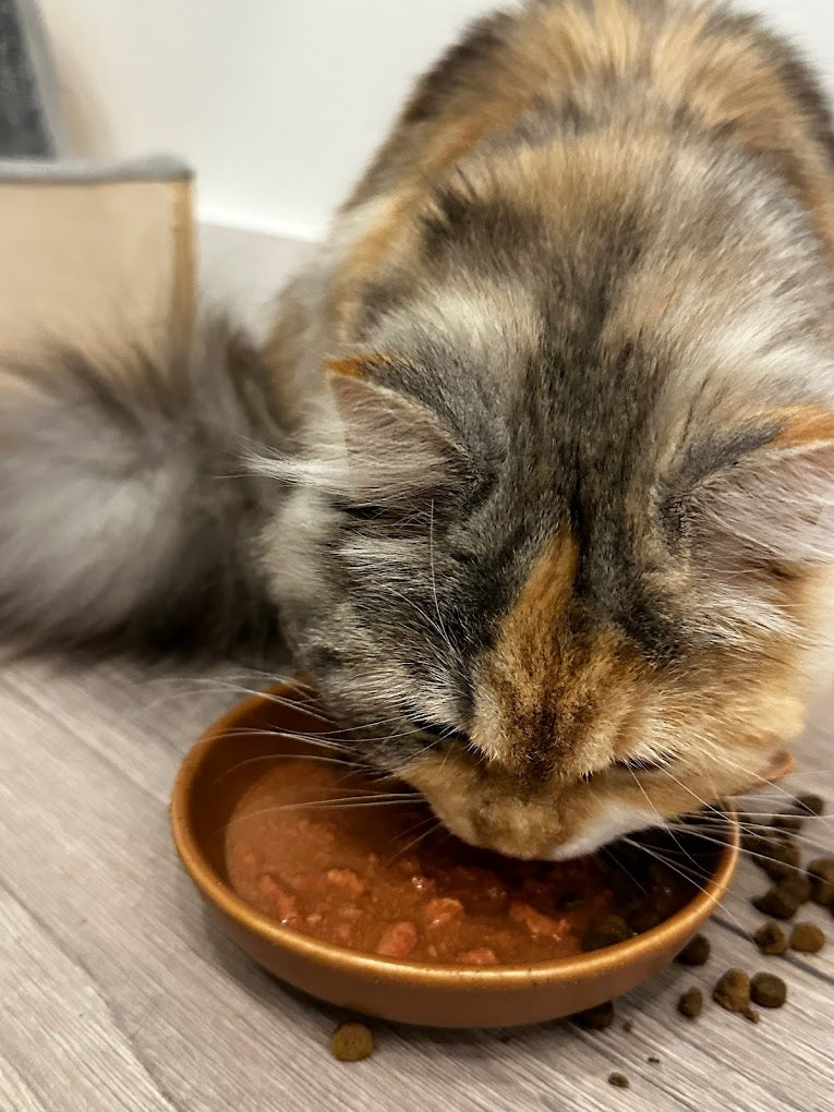 Domestic cat eating cat food from a golden ceramic food bowl