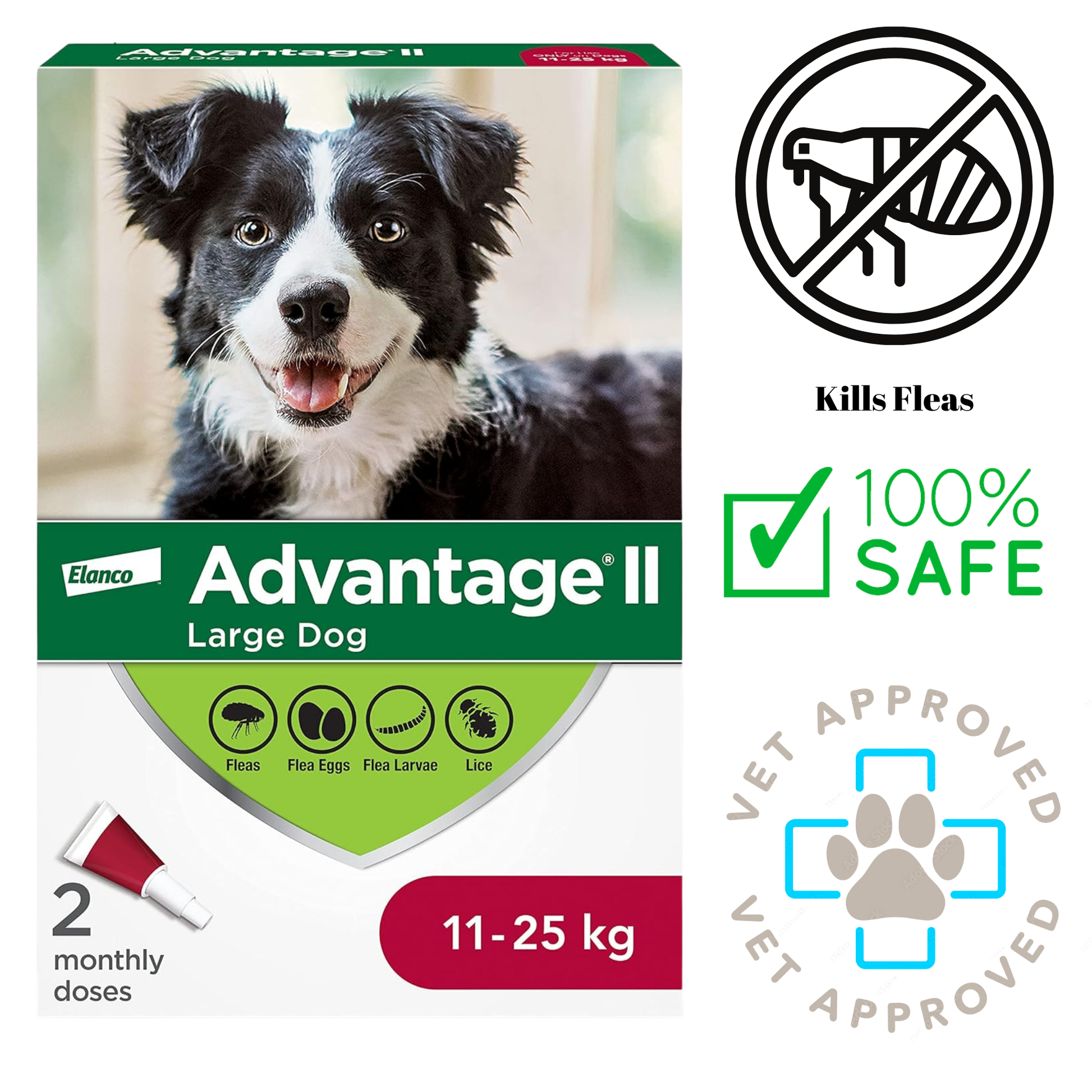 Box of Advantage II Large Dog flea treatment, featuring a Border Collie on the front, designed to kill fleas, flea eggs, flea larvae, and lice. This 100% safe, vet-approved treatment is essential for maintaining your dog's health and comfort.