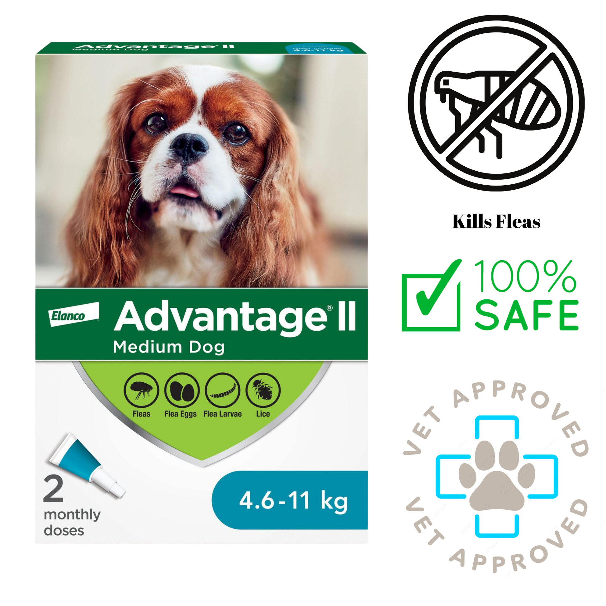 Box of Advantage II Medium Dog flea treatment, featuring a Cavalier King Charles Spaniel on the front, designed to kill fleas, flea eggs, flea larvae, and lice. This 100% safe, vet-approved treatment is essential for maintaining your dog's health and comfort.