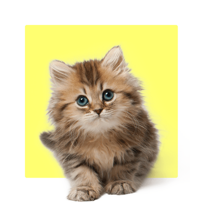 Adorable fluffy kitten with blue eyes sitting against a bright yellow background.