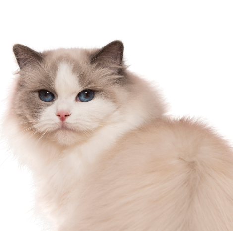 Fluffy brown and white cat sitting outdoors, showcasing its serene demeanor and luxurious fur.