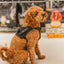 Happy dog in a pet store, showcasing a variety of pet products and a secure harness, promoting a healthy pet lifestyle.