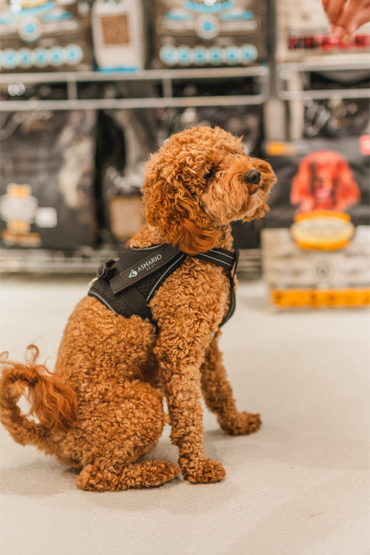 Happy dog in a pet store, showcasing a variety of pet products and a secure harness, promoting a healthy pet lifestyle.