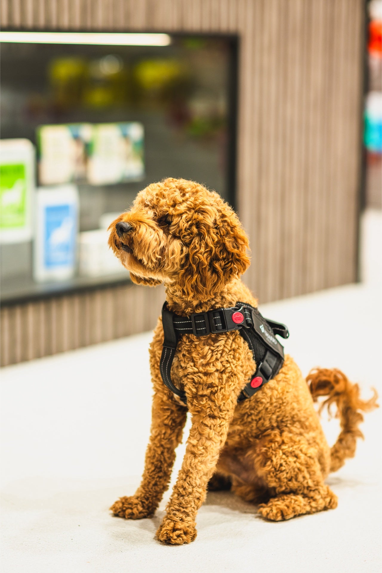 A dog wearing Ashario Pets TactiHarness Lite Reflective No-Pull Design Harness - M, lightweight with no-pull feature and adjustable soft padding