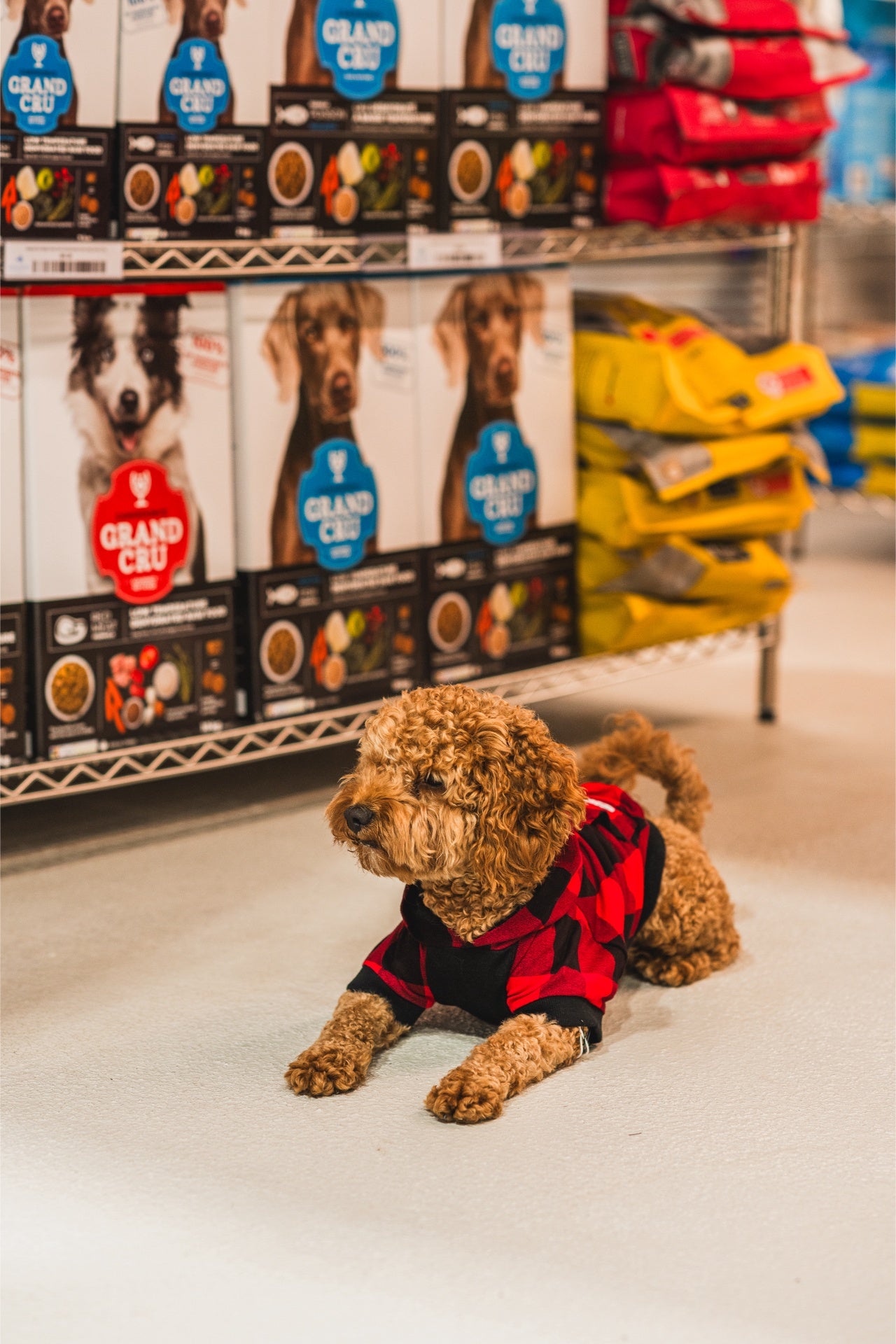 Close-up of Grand Cru Red Meat Dehydrated Raw Dog Food 10 Kg, rich in vitamins, provides complete nutrition for all life stages.