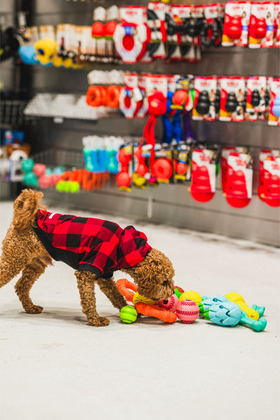 Dog playing with Ashario Pets Dispenser Toy - Rubber Strong Dog Ball Toy, designed for unpredictable bounce and ideal for aggressive chewers