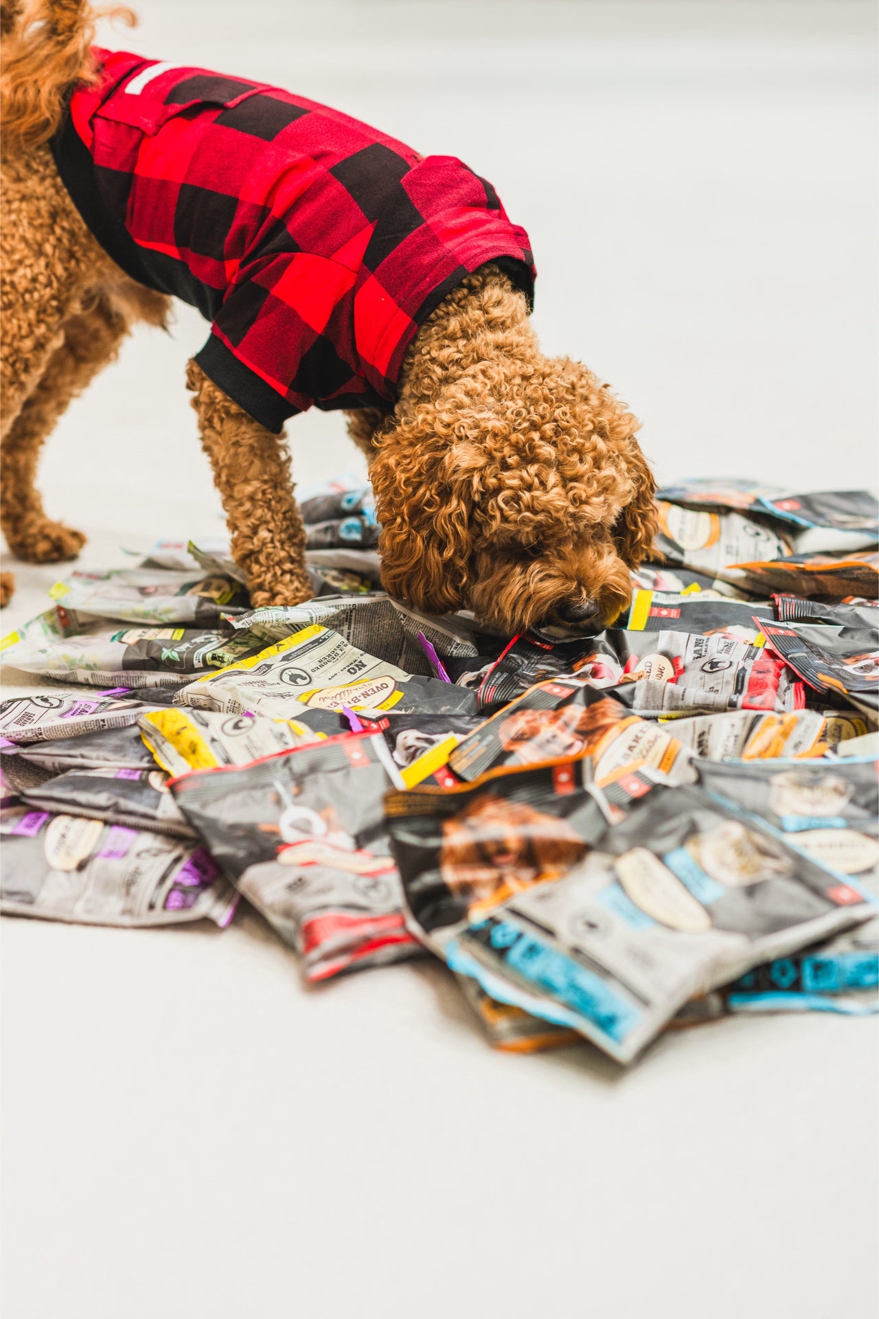 A package of Oven-Baked Tradition Adult Small Breed Chicken Dry Dog Food, weighing 5 lbs, made with high-quality chicken and specially baked for small breed dogs to enjoy delicious flavor and balanced nutrition.