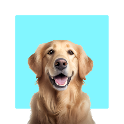 Golden Retriever with a happy expression against a teal background.