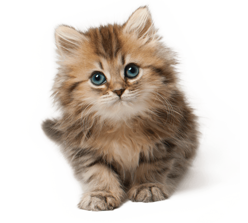 Adorable kitten with bright eyes and fluffy fur