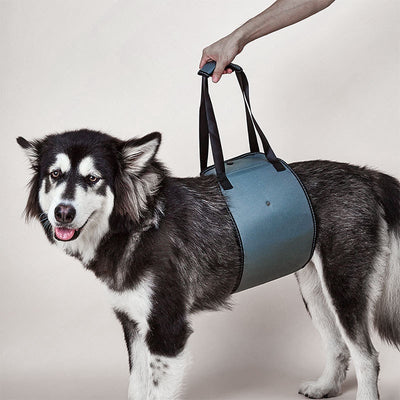 A dog with StrideAssist Strap