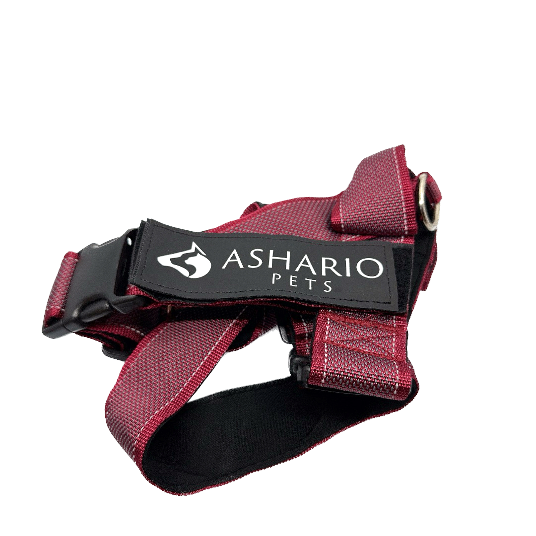 Ashario pets extra large lightweight reflective dog harness in red with black buckle and metal ring