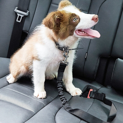 Ashario pets large retractable dog car belt securing a happy puppy on car seat