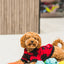 Ashario Pets - Dog Toy - Bone 5