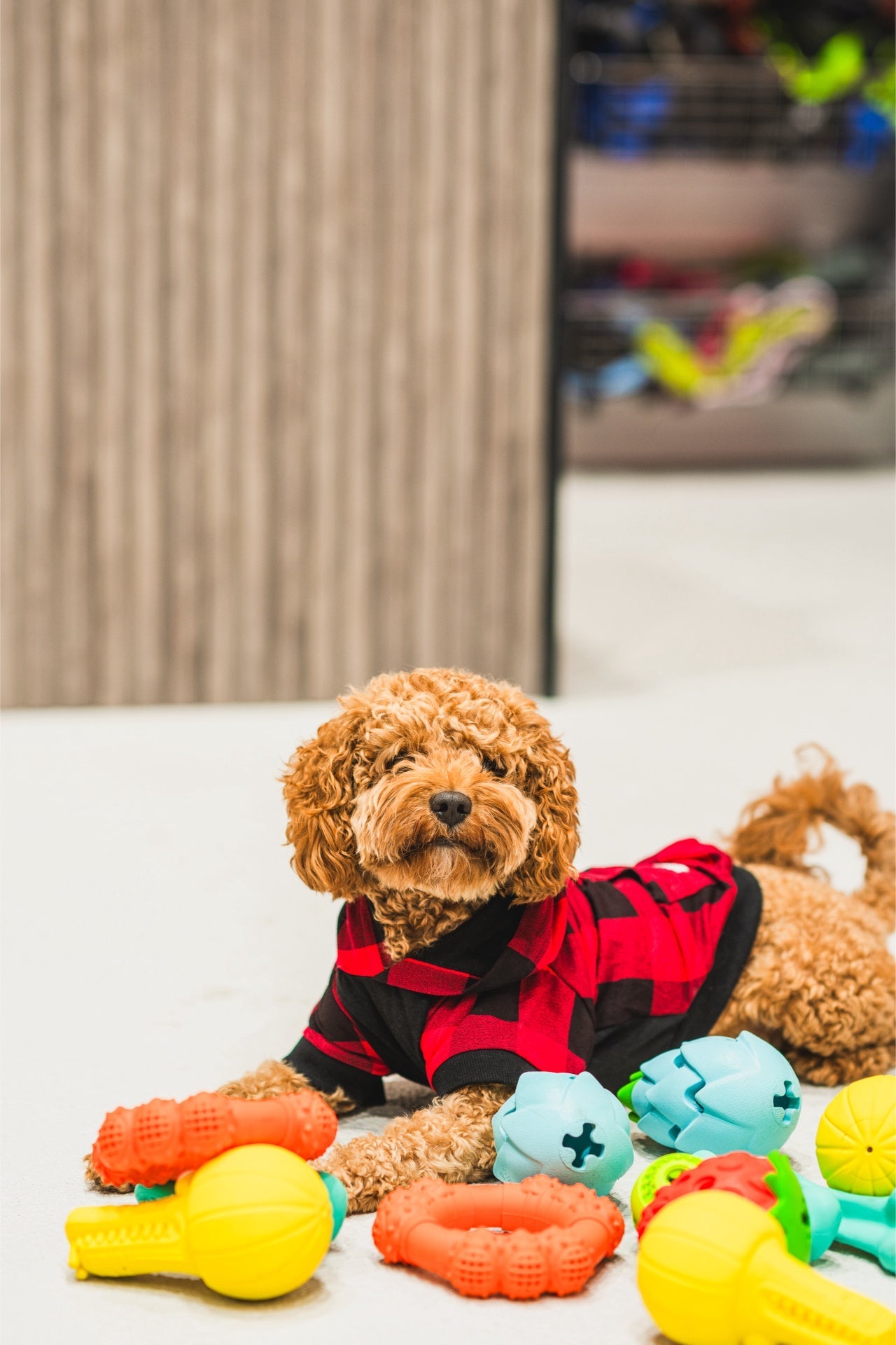 Ashario Pets - Dog Toy - Bone 5