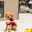 Ashario Pets - Dog Toy - Bone 5