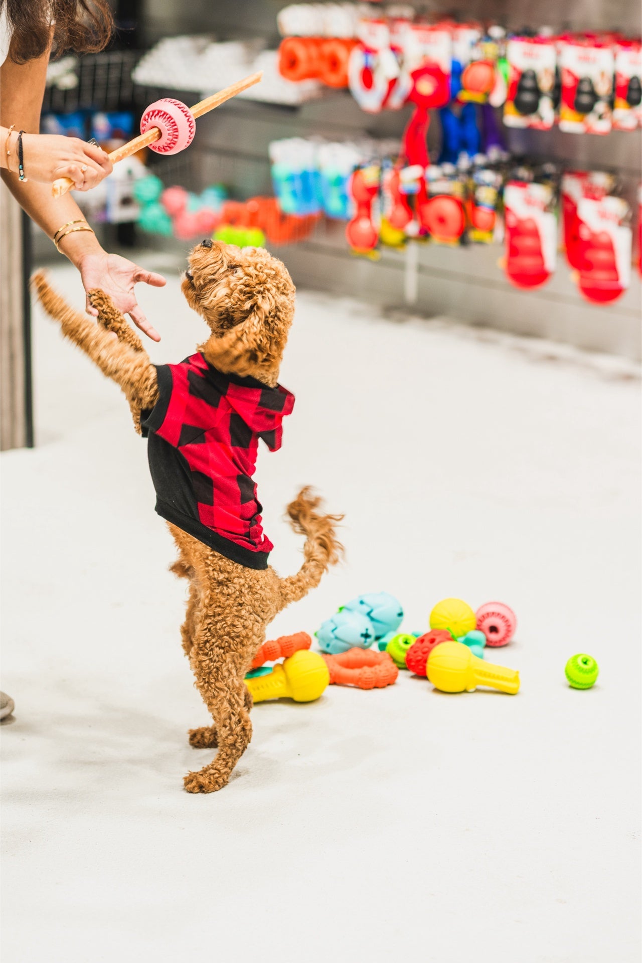 Dog playing with ashario teeth cleaning ring in a pet store filled with colorful toys