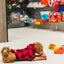Dog enjoying the Ashario teeth cleaning ring in a pet shop with colorful toys in the background